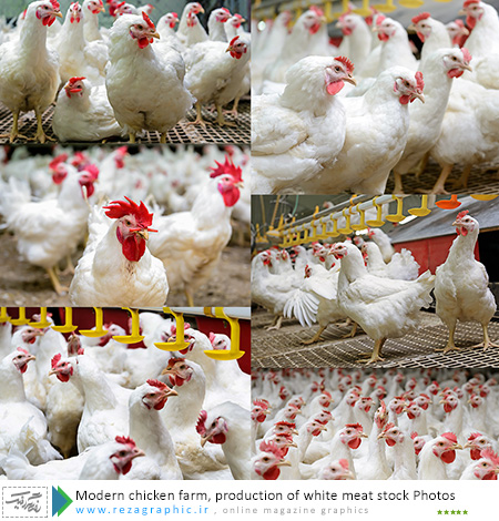 10 تصاویر استوک مرغ و مرغداری